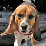 Enlarge Frisky, a Adopted Beagle in New Boston, NH image 2/4