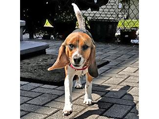 Enlarge Frisky, a Adopted Beagle in New Boston, NH image 3/4