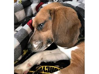 Enlarge Frisky, a Adopted Beagle in New Boston, NH image 4/4