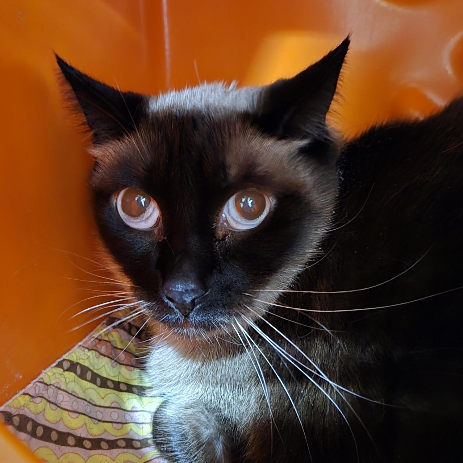 Enlarge Racoona Matata, an adopted Domestic Short Hair in Billings, MT image 1/1