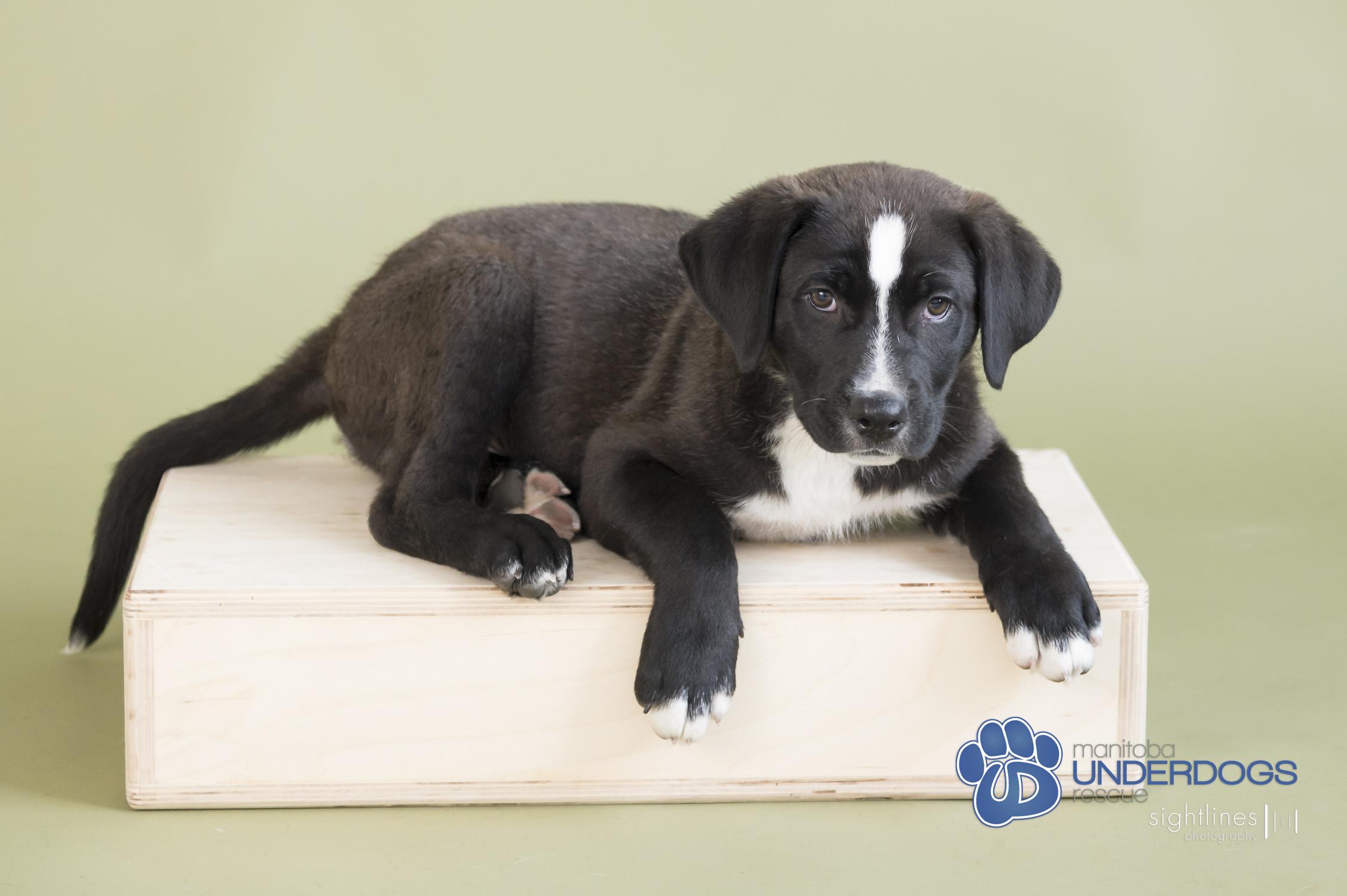 Mentos, an adoptable Labrador Retriever, Shepherd in Winnipeg, MB, R2M 2K2 | Photo Image 4