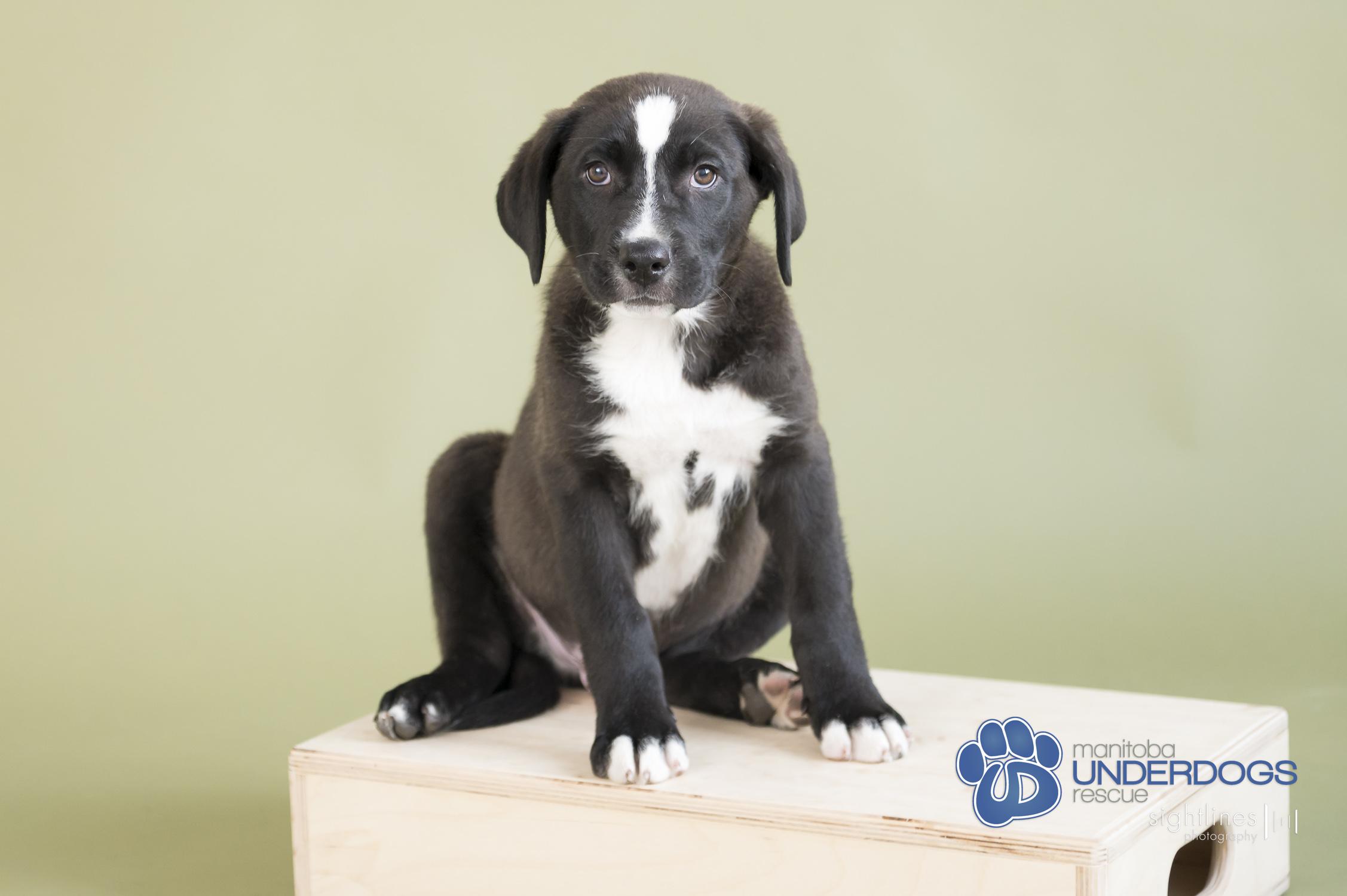 Mentos, an adoptable Labrador Retriever, Shepherd in Winnipeg, MB, R2M 2K2 | Photo Image 3