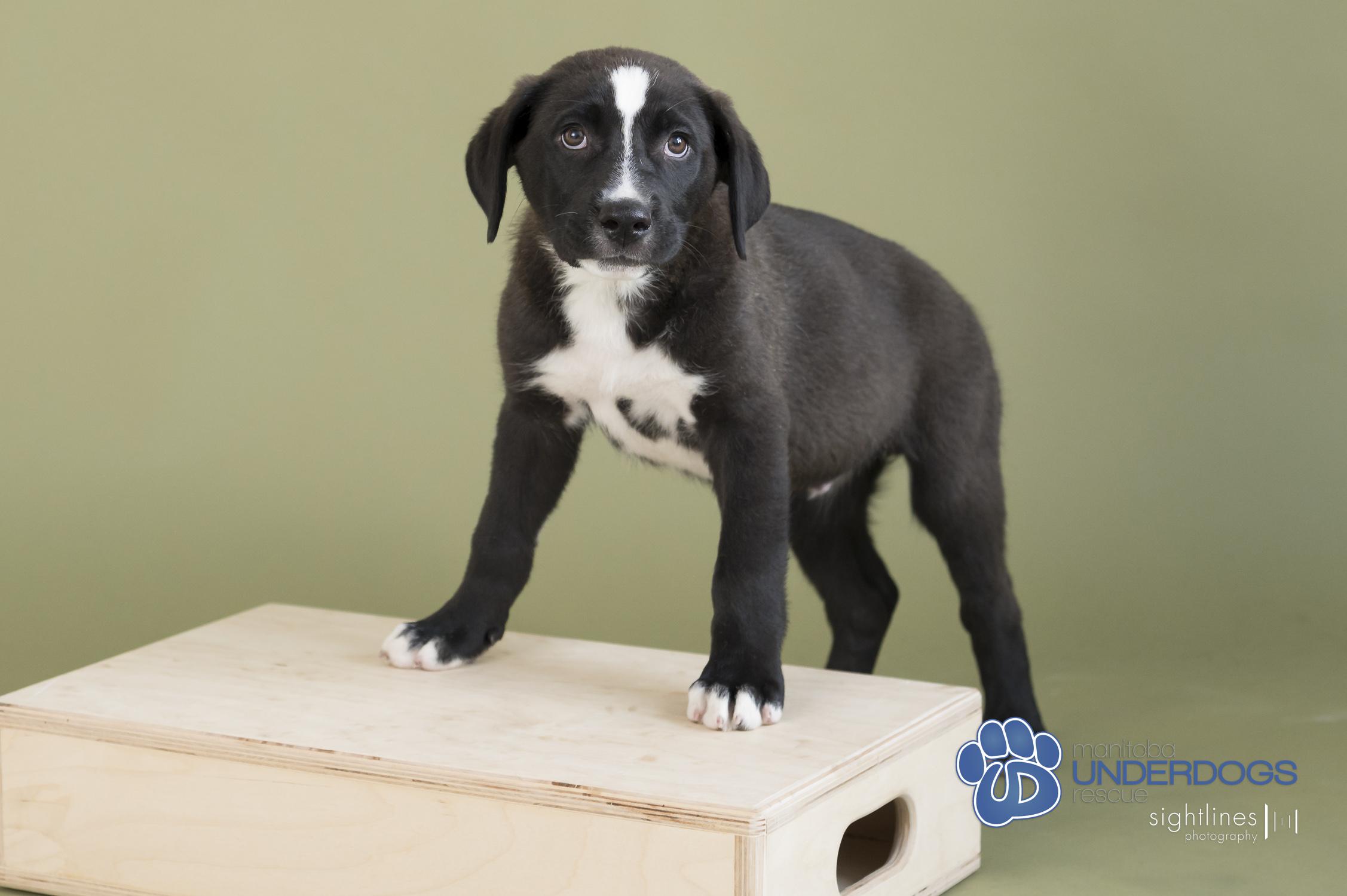 Mentos, Baby Male Labrador Retriever