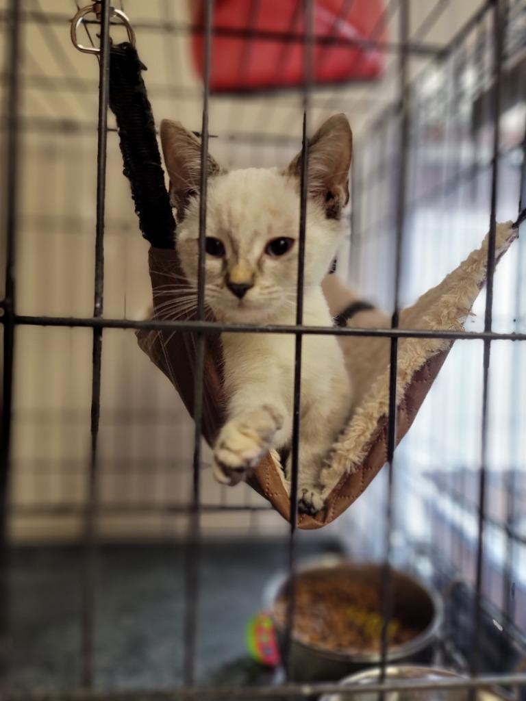 Glowstick, Adopted, Adult Female Siamese.