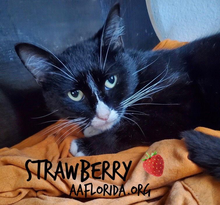 Strawberry, Adoptable, Young Female Domestic Long Hair.