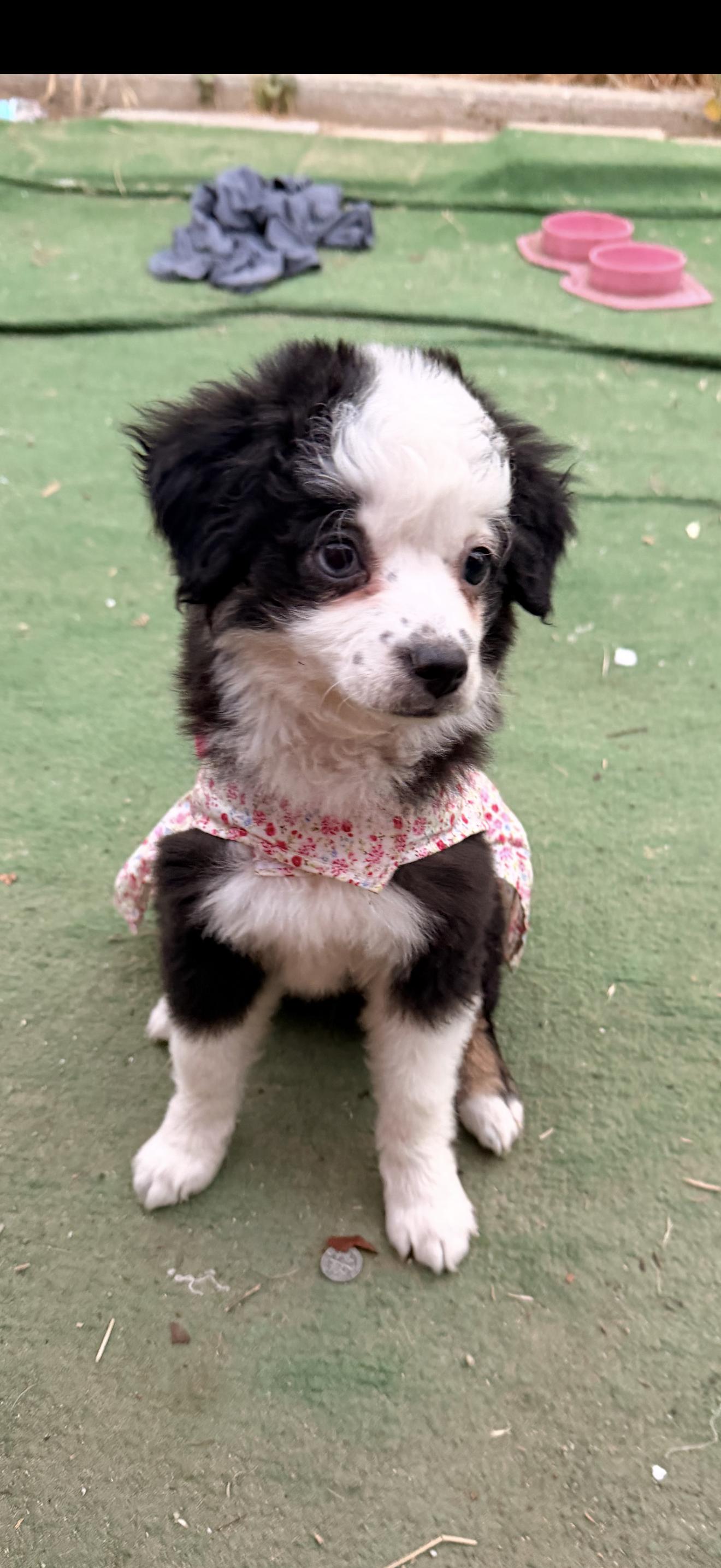 Enlarge Bonnie , an adopted mixed breed in Redlands , CA image 2/2