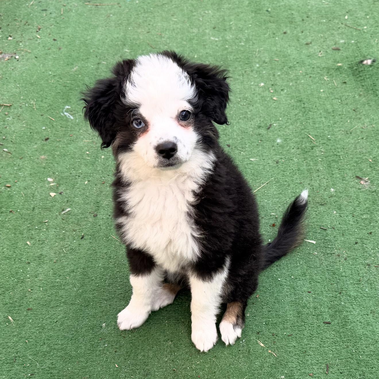Enlarge Bonnie , an adopted mixed breed in Redlands , CA image 1/2