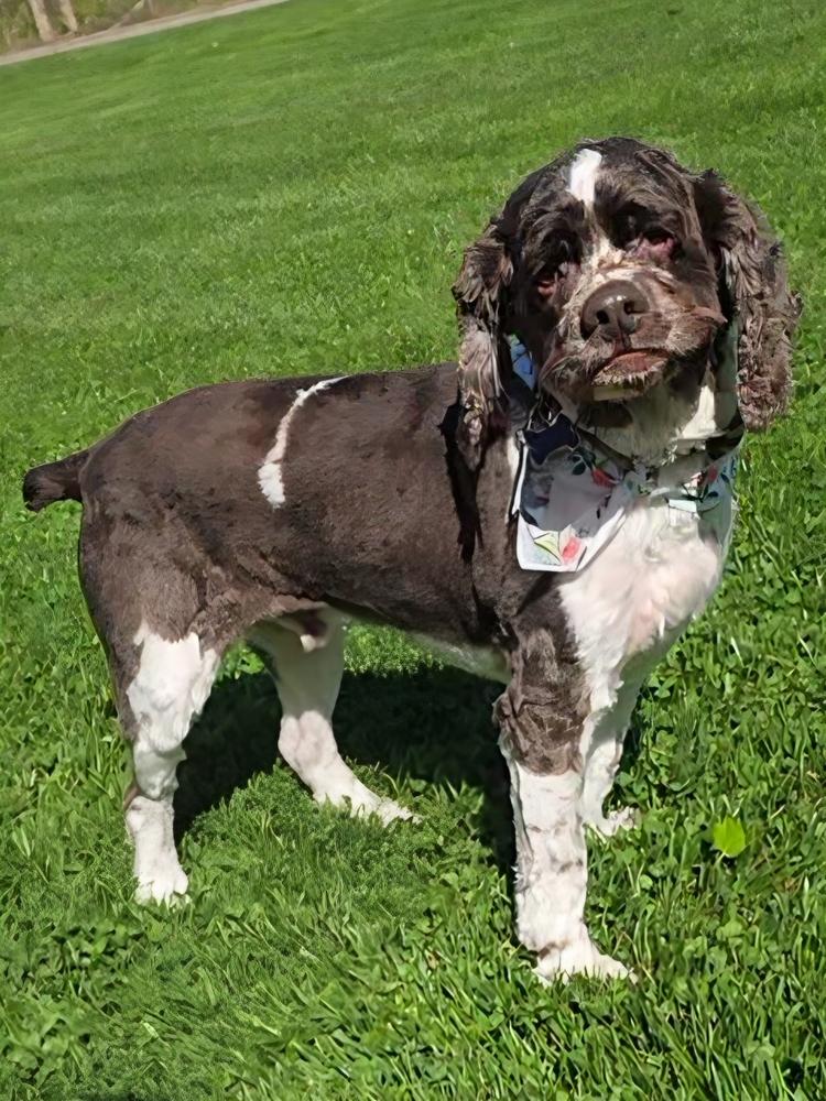 Finlee, a Adoptable Cocker Spaniel in Oakland, MI image 2/3