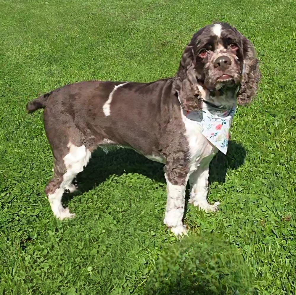 Finlee, a Adoptable Cocker Spaniel in Oakland, MI image 3/3