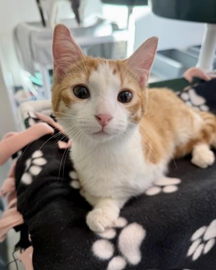 Enlarge Haz, a Adoptable mixed breed in Saint Petersburg, FL image 1/3