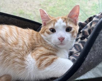 Enlarge Haz, a Adoptable mixed breed in Saint Petersburg, FL image 2/3