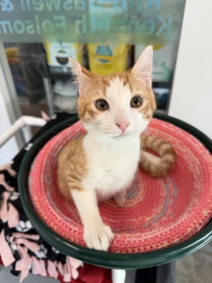 Enlarge Haz, a Adoptable mixed breed in Saint Petersburg, FL image 3/3