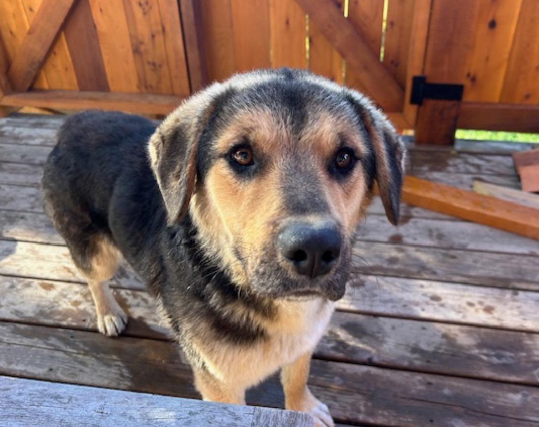 Baxter, Adoptable, Young Male Labrador Retriever & Shepherd.