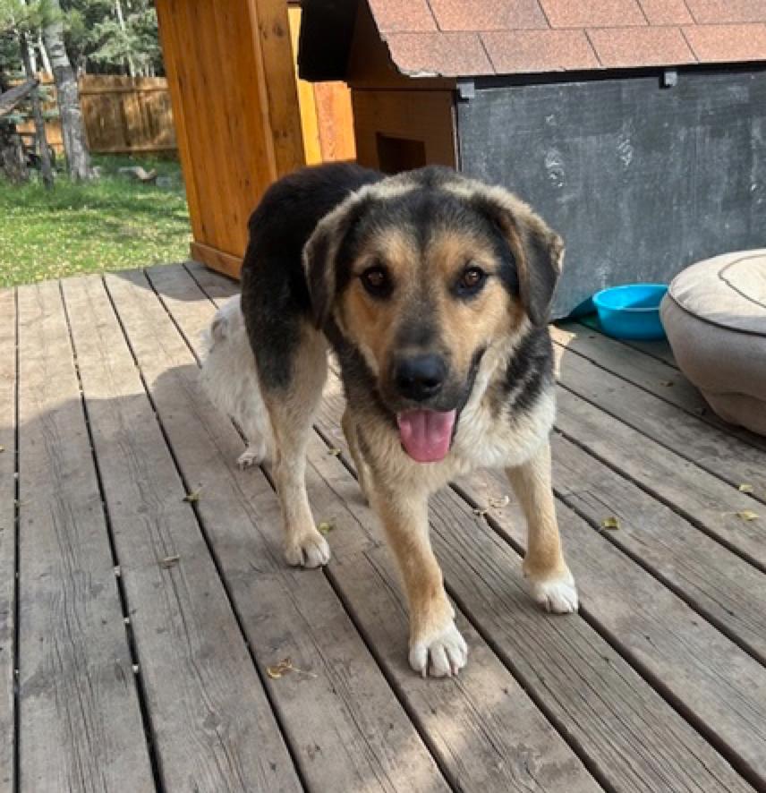 Baxter, a Adoptable mixed breed in Calgary, AB image 2/5