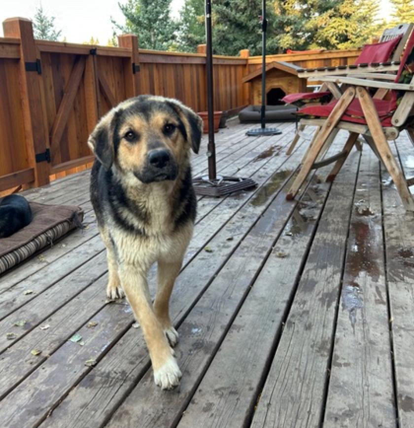 Baxter, a Adoptable mixed breed in Calgary, AB image 3/5