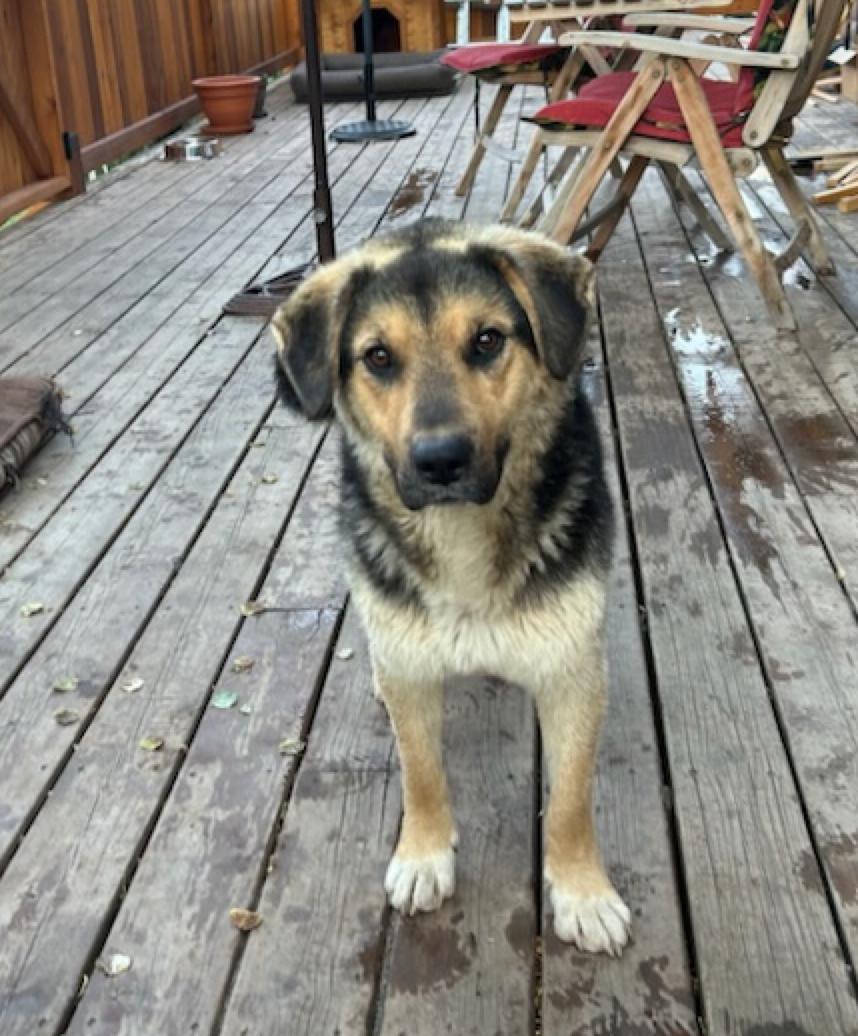 Baxter, a Adoptable mixed breed in Calgary, AB image 4/5