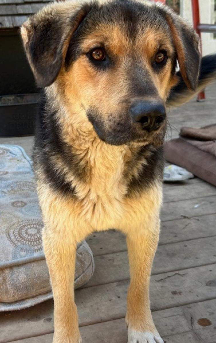 Baxter, a Adoptable mixed breed in Calgary, AB image 5/5