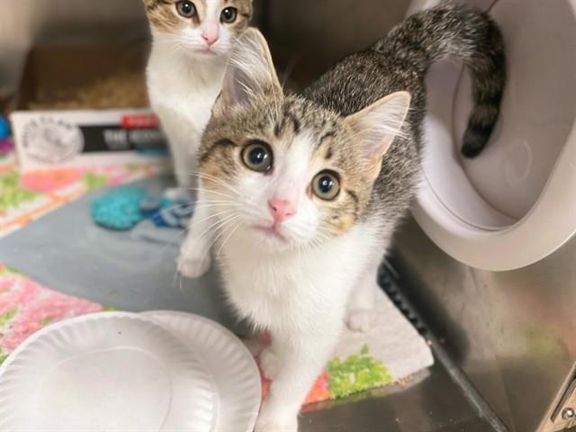 DAISY, Adoptable, Kitten Female Domestic Short Hair.