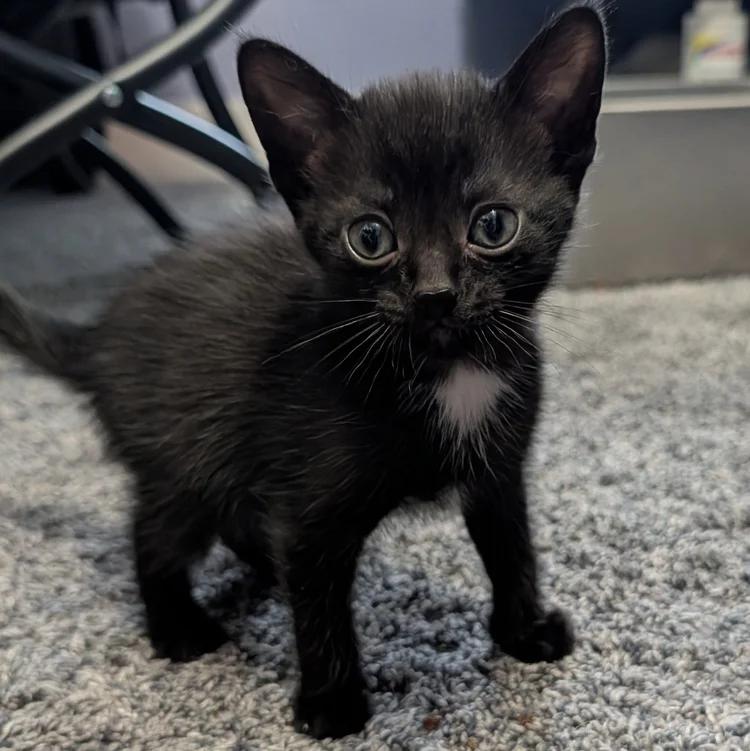 Obsidian, ADOPTABLE, Kitten Male Domestic Short Hair.