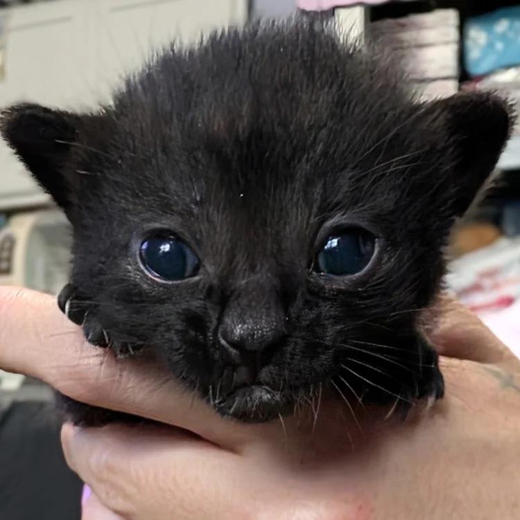 Enlarge Obsidian, a ADOPTABLE Domestic Short Hair in Davison, MI image 2/2