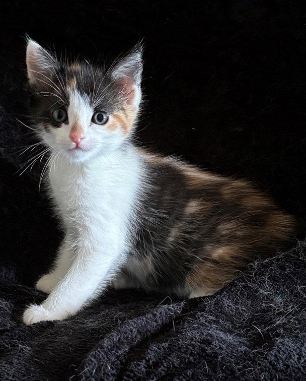 Enlarge Glory, a Adopted Domestic Short Hair in Nashville, TN image 1/3