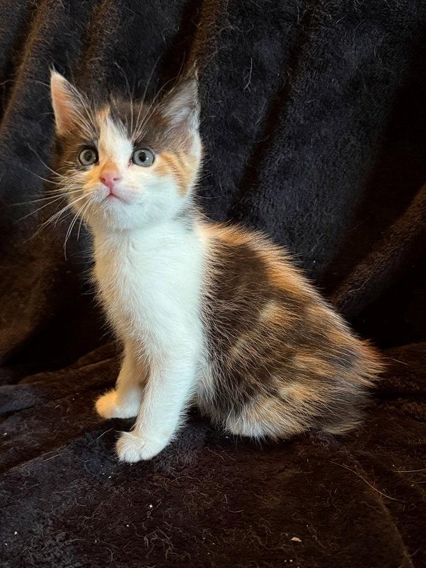 Enlarge Glory, a Adopted Domestic Short Hair in Nashville, TN image 2/3