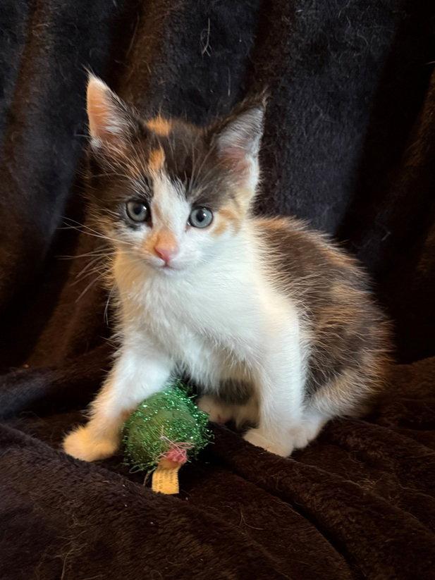 Enlarge Glory, a Adopted Domestic Short Hair in Nashville, TN image 3/3