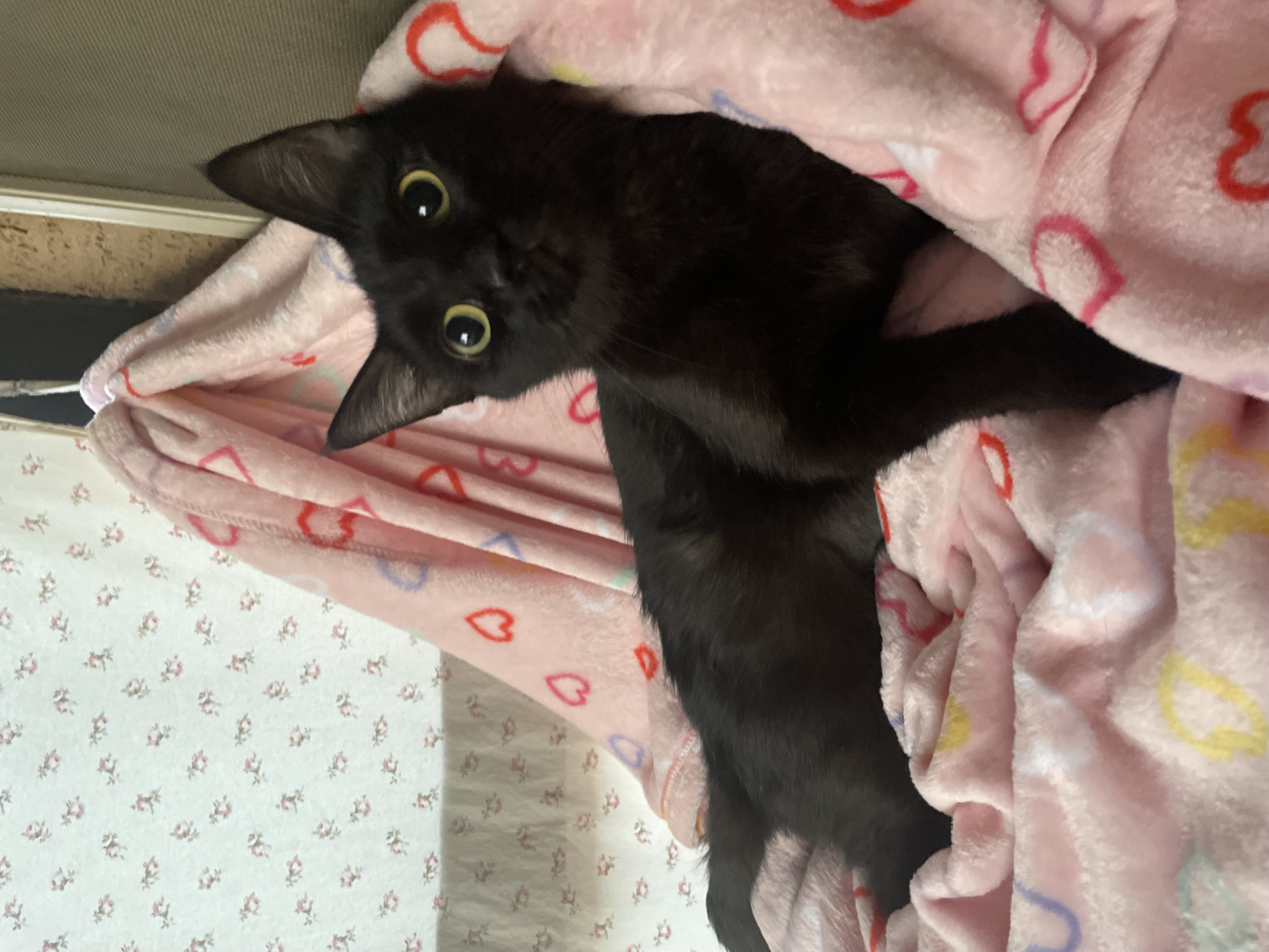 Cat for adoption Minerva, a Domestic Short Hair in Goodyear, AZ