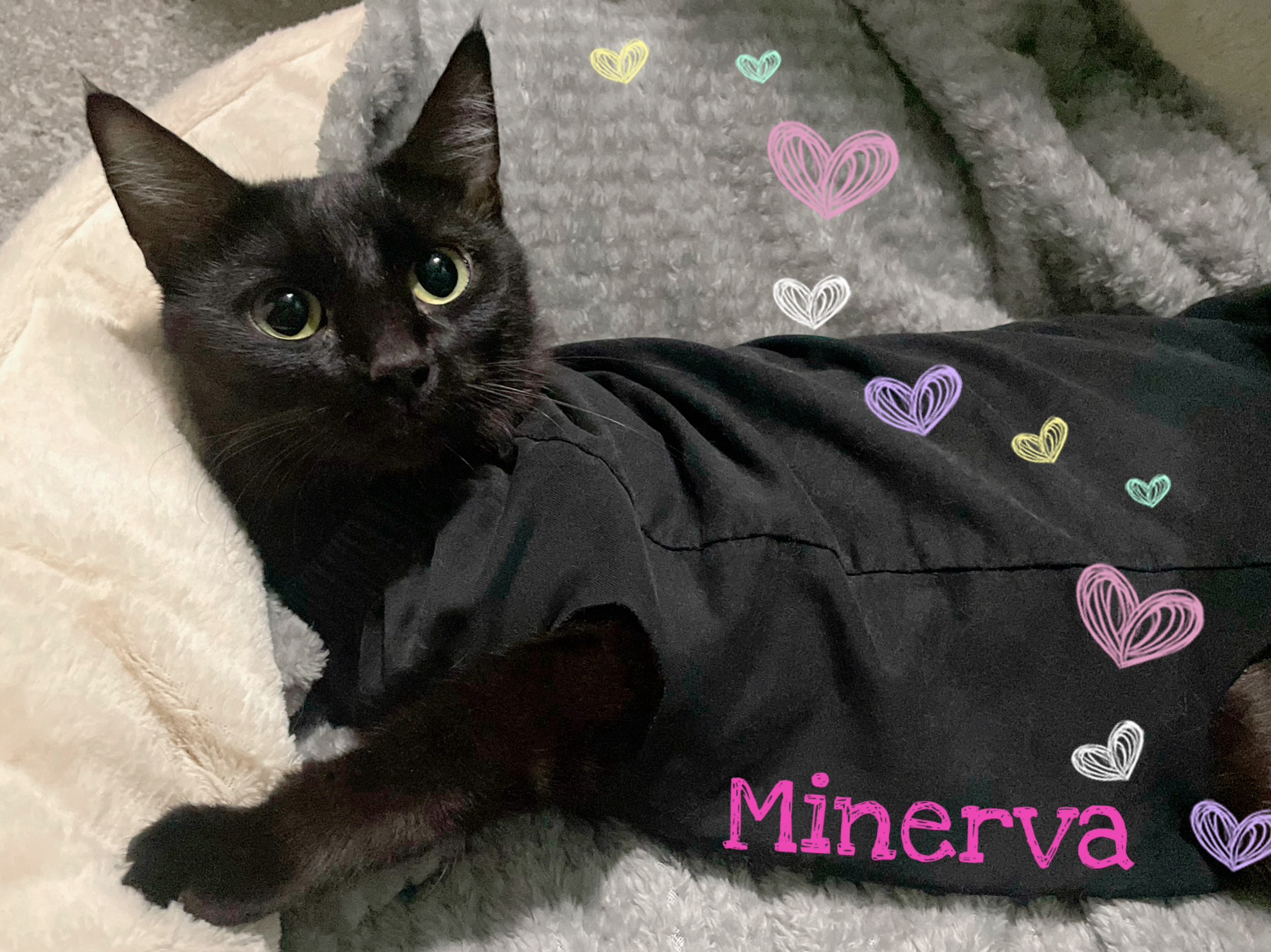 Cat for adoption Minerva, a Domestic Short Hair in Goodyear, AZ