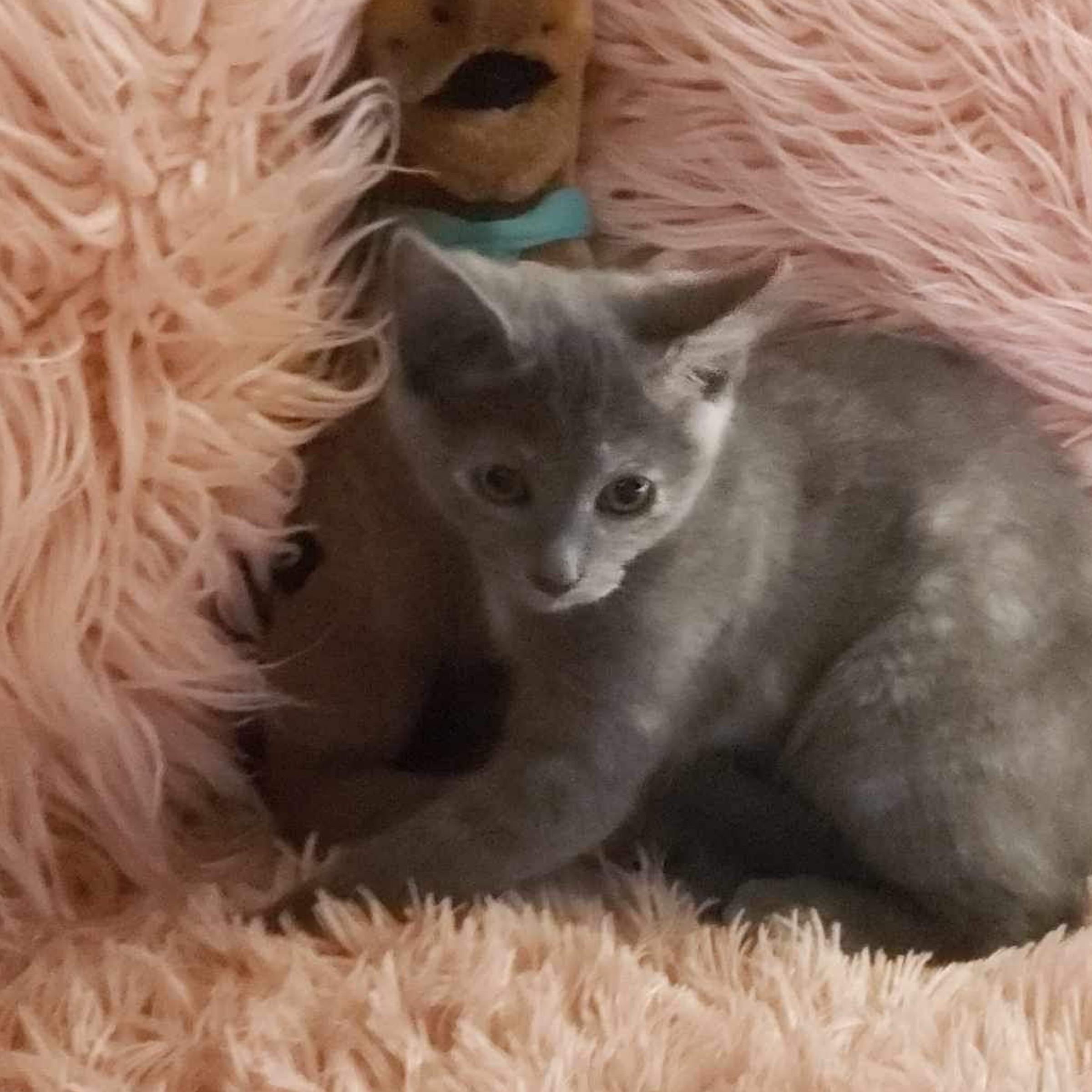 Carmellia thumbnail 2