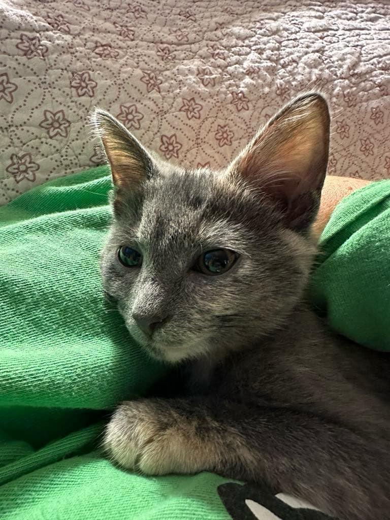 Carmellia thumbnail 3