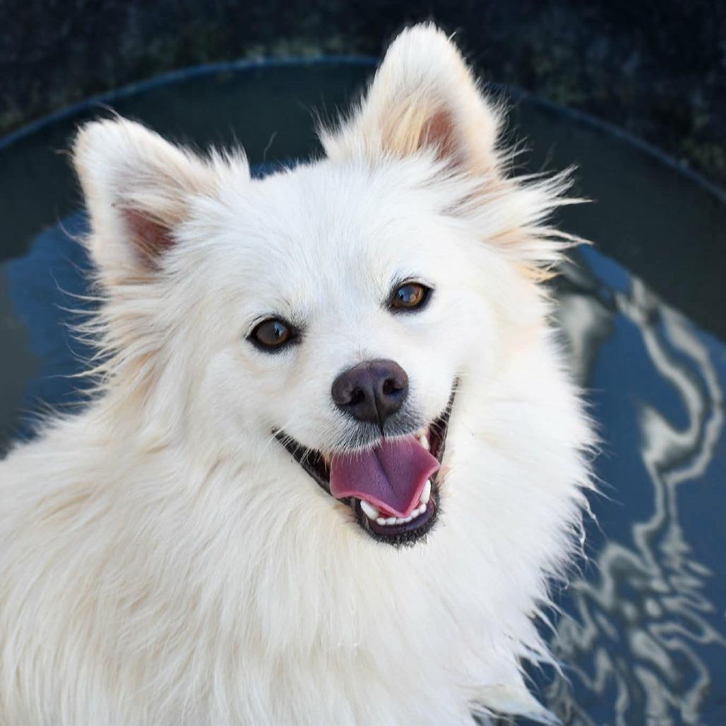Kia Available 9/26, Adoptable, Adult Female American Eskimo Dog.