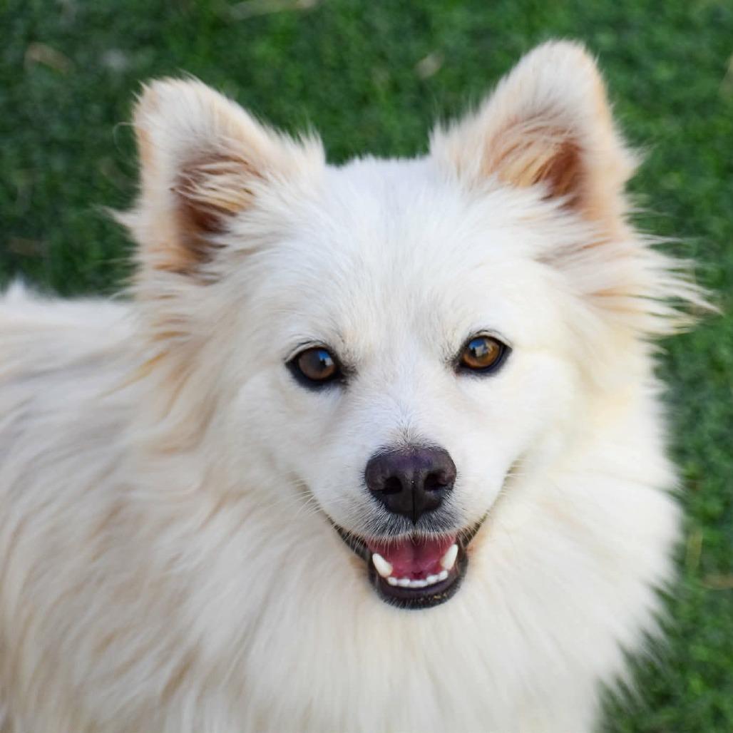 Enlarge Kia Available 9/26, a Adoptable American Eskimo Dog in Loves Park, IL image 2/2