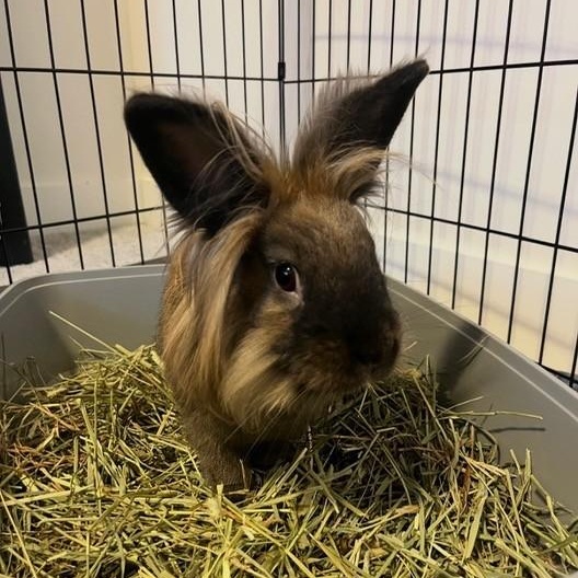 Enlarge Mercutio, a Adoptable Lionhead in Salt Lake City, UT image 2/5