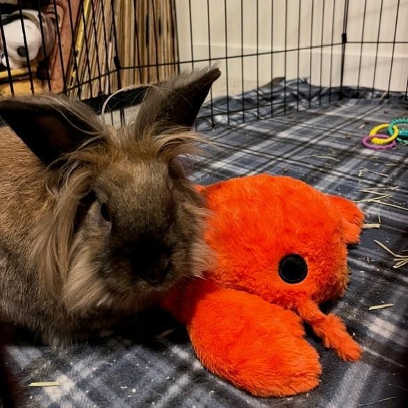 Enlarge Mercutio, a Adoptable Lionhead in Salt Lake City, UT image 5/5