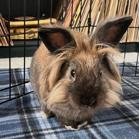Enlarge Mercutio, a Adoptable Lionhead in Salt Lake City, UT image 1/5