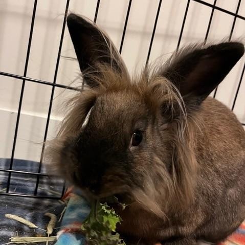 Enlarge Mercutio, a Adoptable Lionhead in Salt Lake City, UT image 4/5