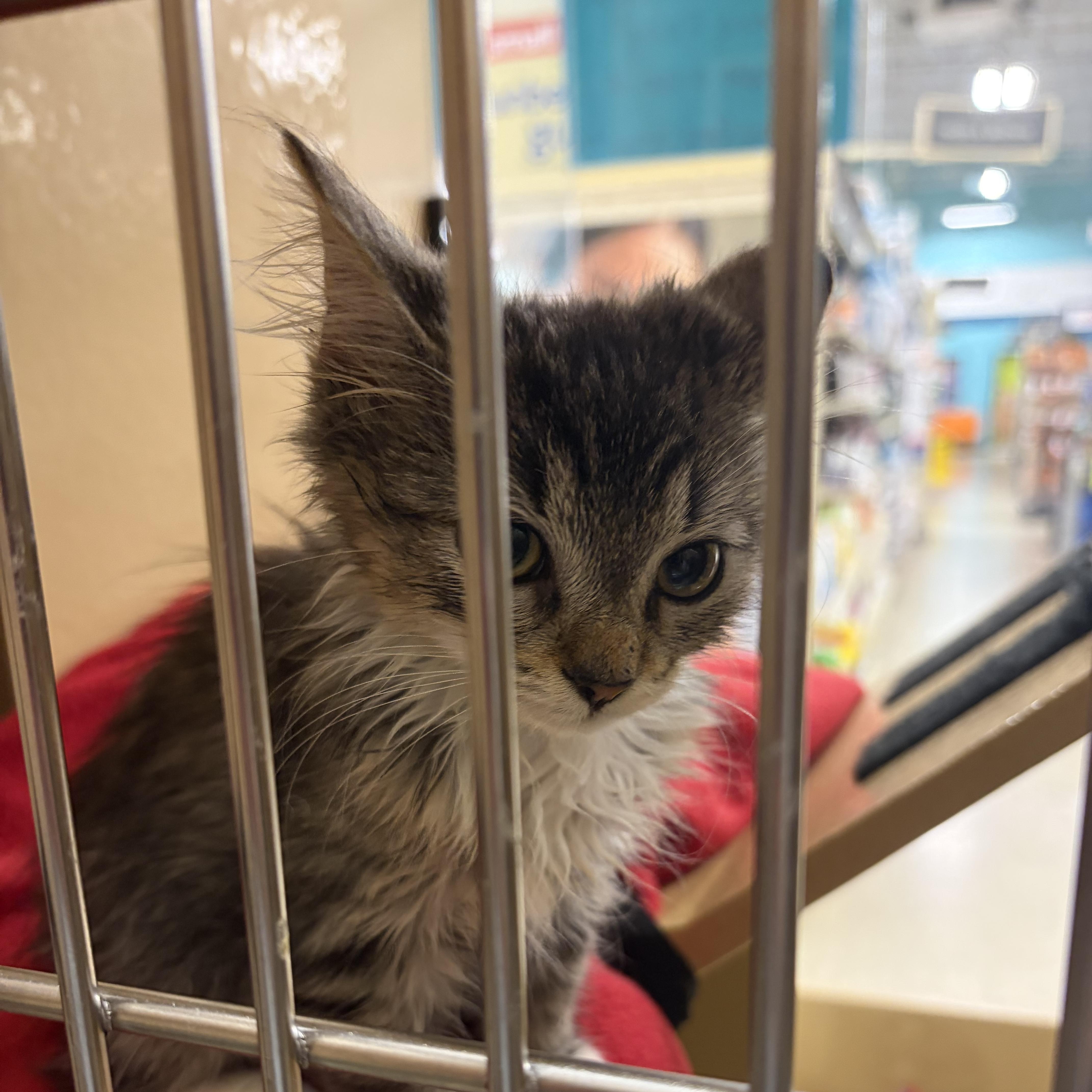 Ruby, Bones, Jade & Slim Gucci, Adopted, Kitten Female Domestic Medium Hair.
