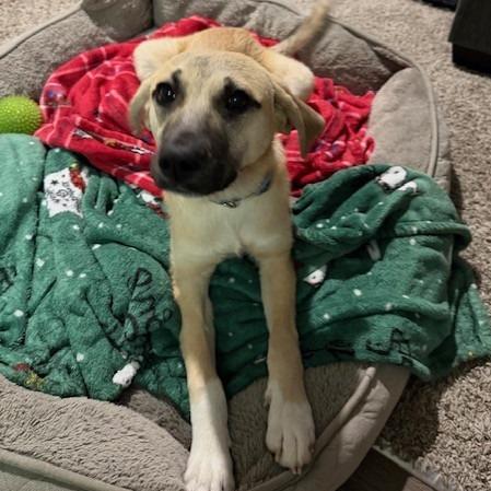 Peanut, a Adoptable Mixed Breed in Kansas City, MO image 1/6