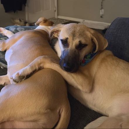 Peanut, a Adoptable Mixed Breed in Kansas City, MO image 2/6