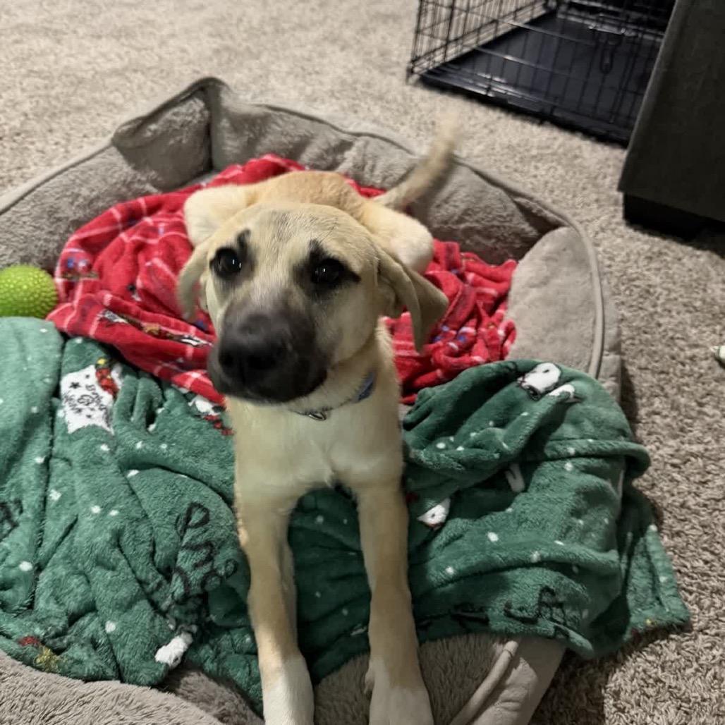 Peanut, a Adoptable Mixed Breed in Kansas City, MO image 3/6