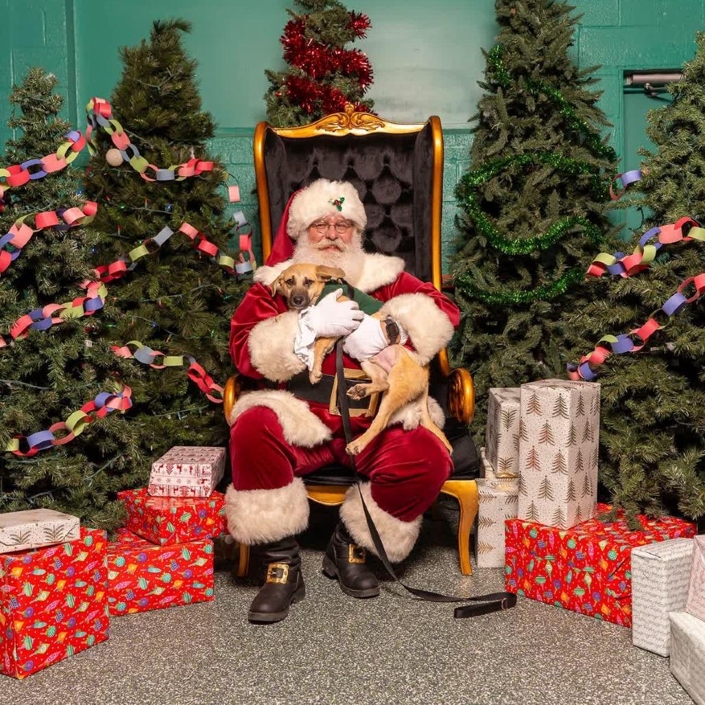 Peanut, Adoptable, Young Male Mixed Breed.