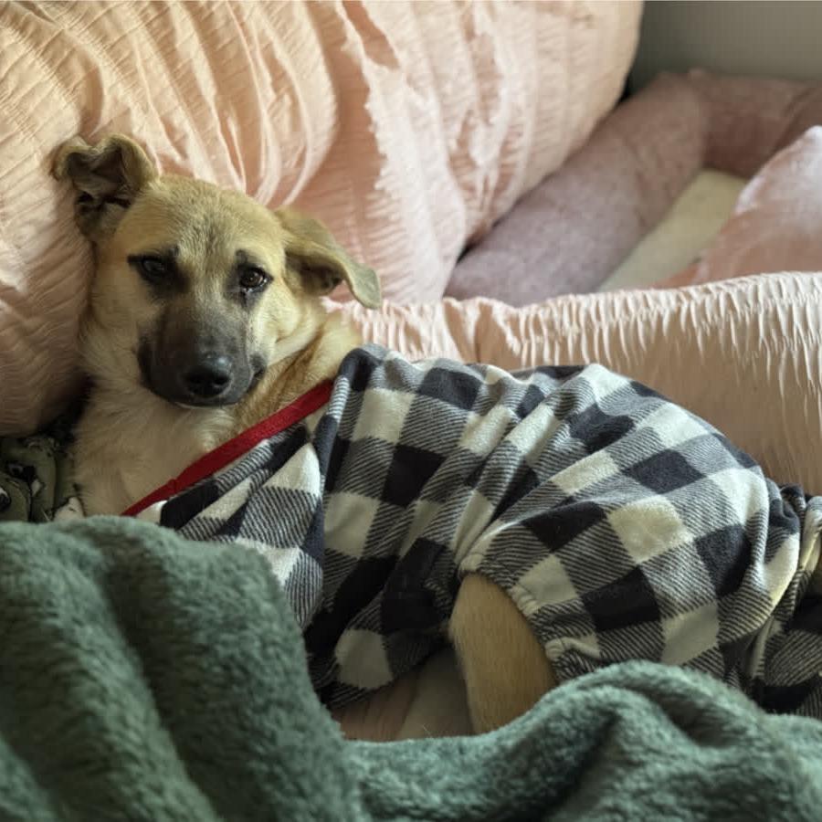 Enlarge Peanut, a Adoptable Mixed Breed in Kansas City, MO image 2/3