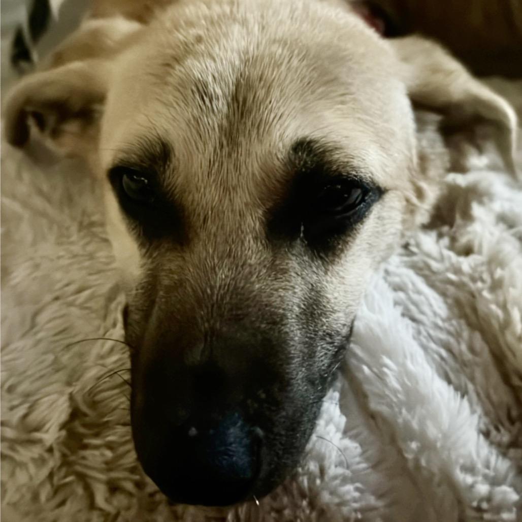 Enlarge Peanut, a Adoptable Mixed Breed in Kansas City, MO image 3/3