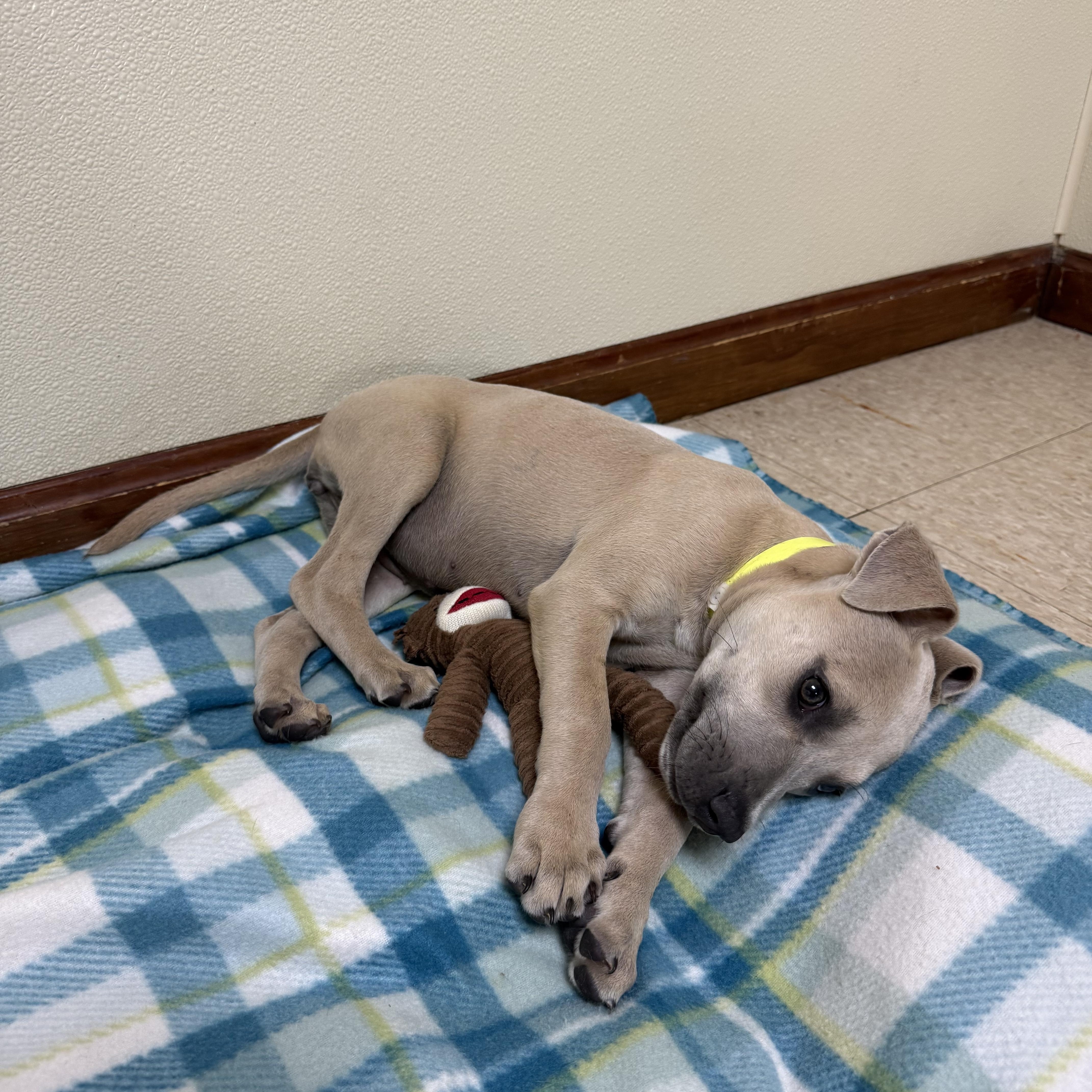 Enlarge Ember, a ADOPTABLE mixed breed in Douglas, MA image 2/4