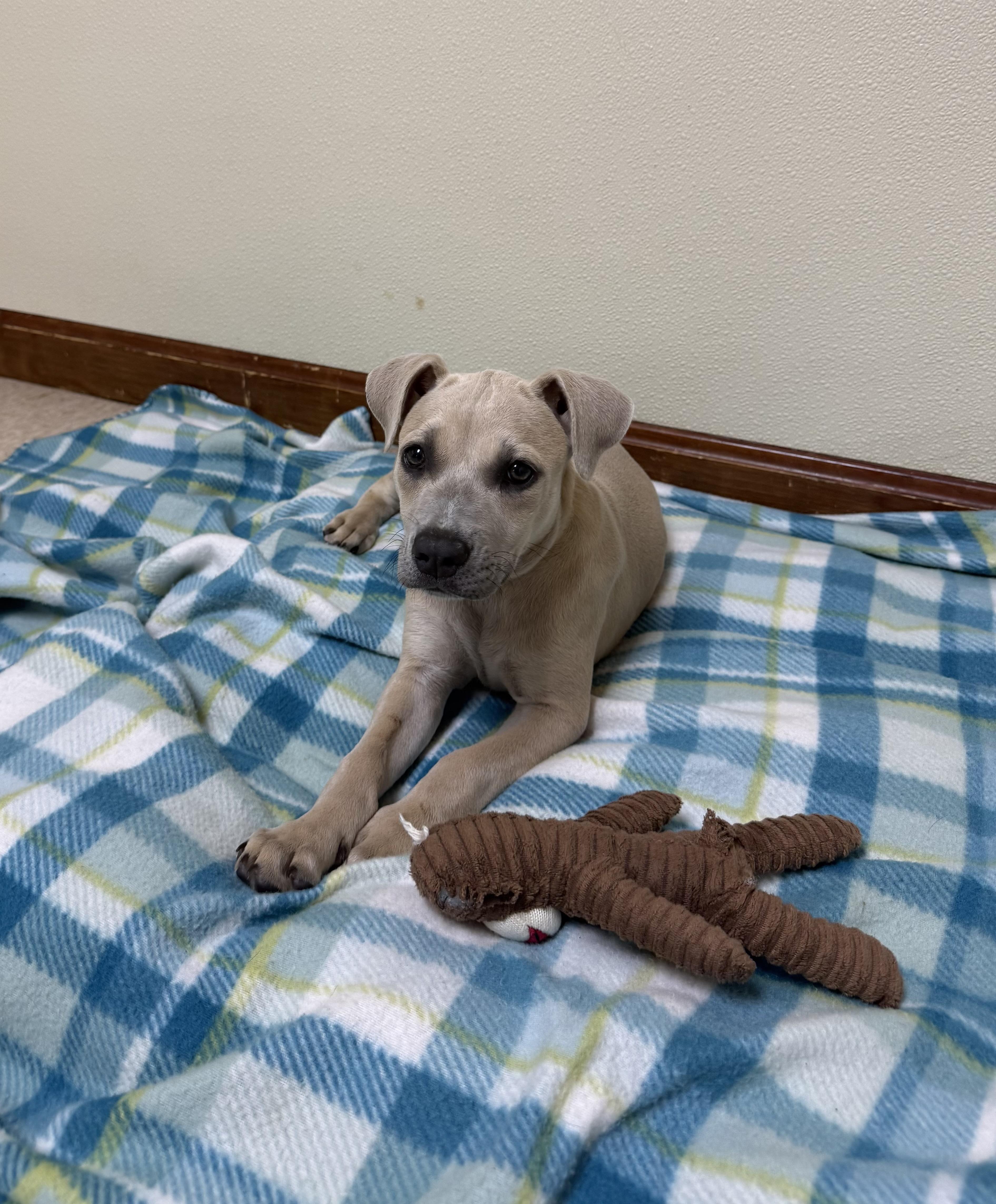 Enlarge Ember, a ADOPTABLE mixed breed in Douglas, MA image 4/4