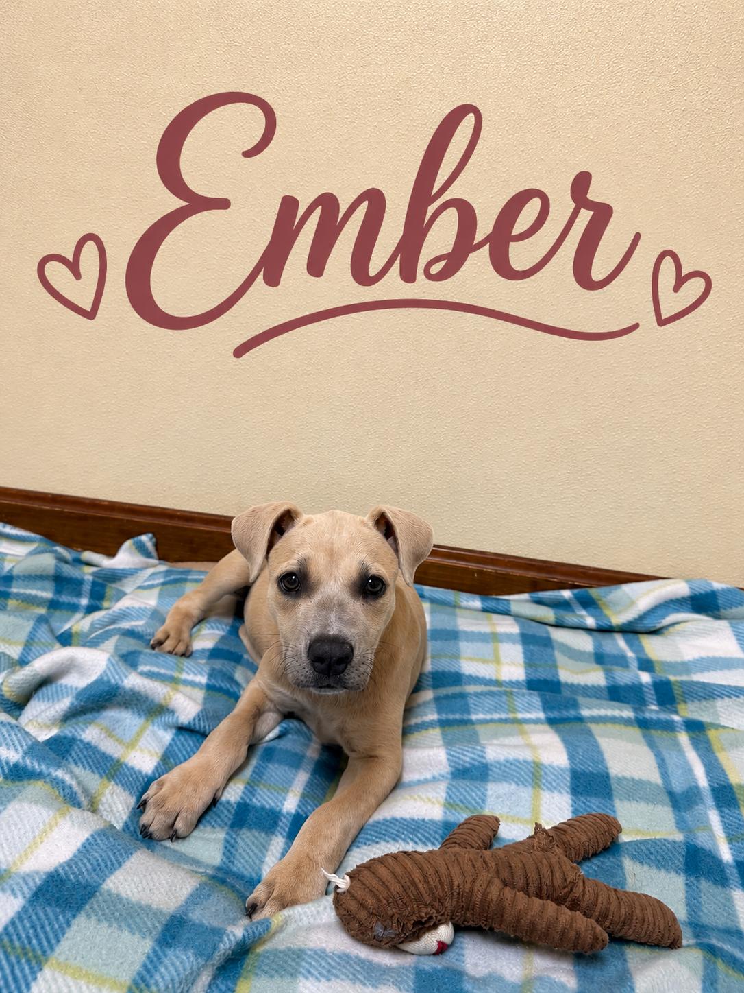 Enlarge Ember, a ADOPTABLE mixed breed in Douglas, MA image 1/4
