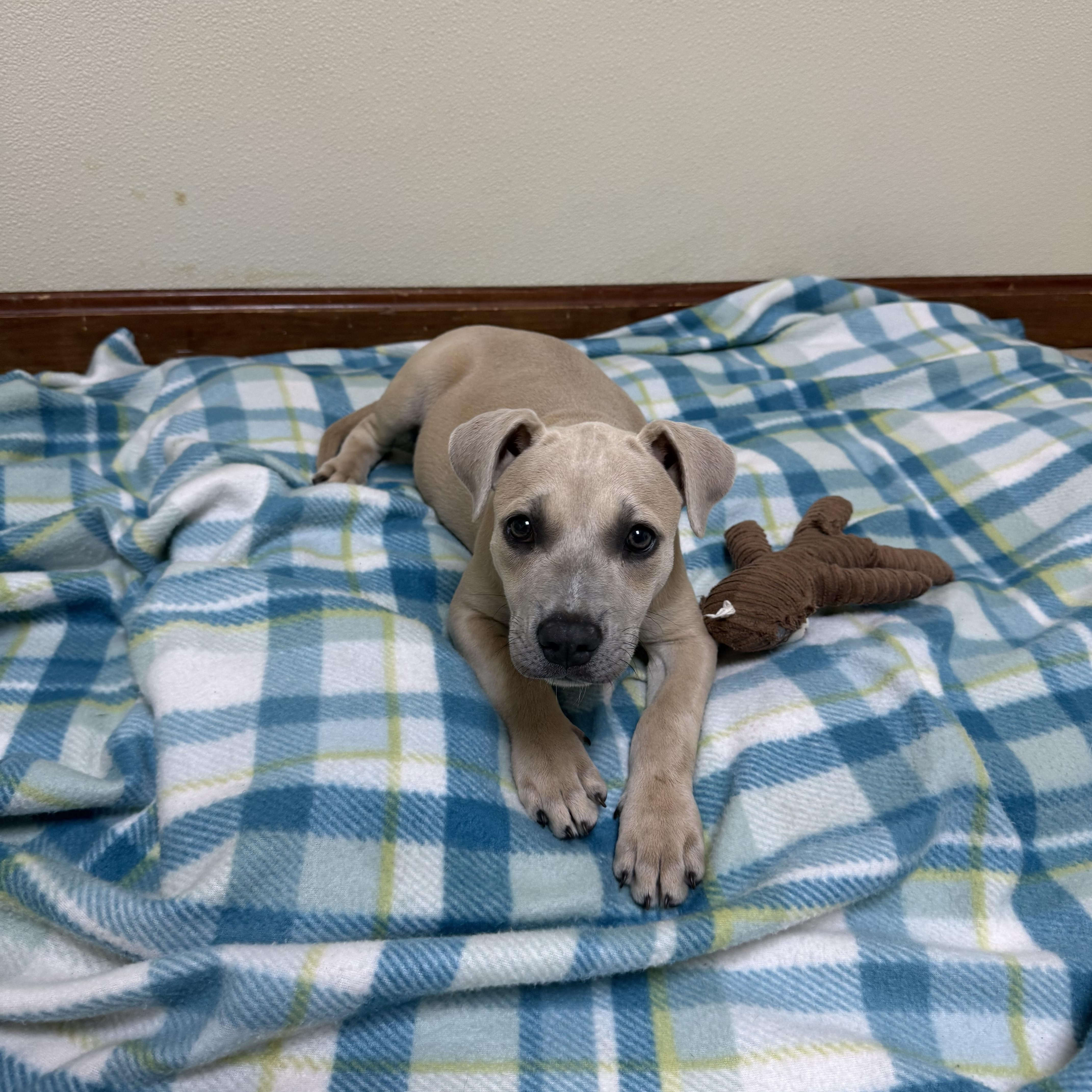 Enlarge Ember, a ADOPTABLE mixed breed in Douglas, MA image 3/4