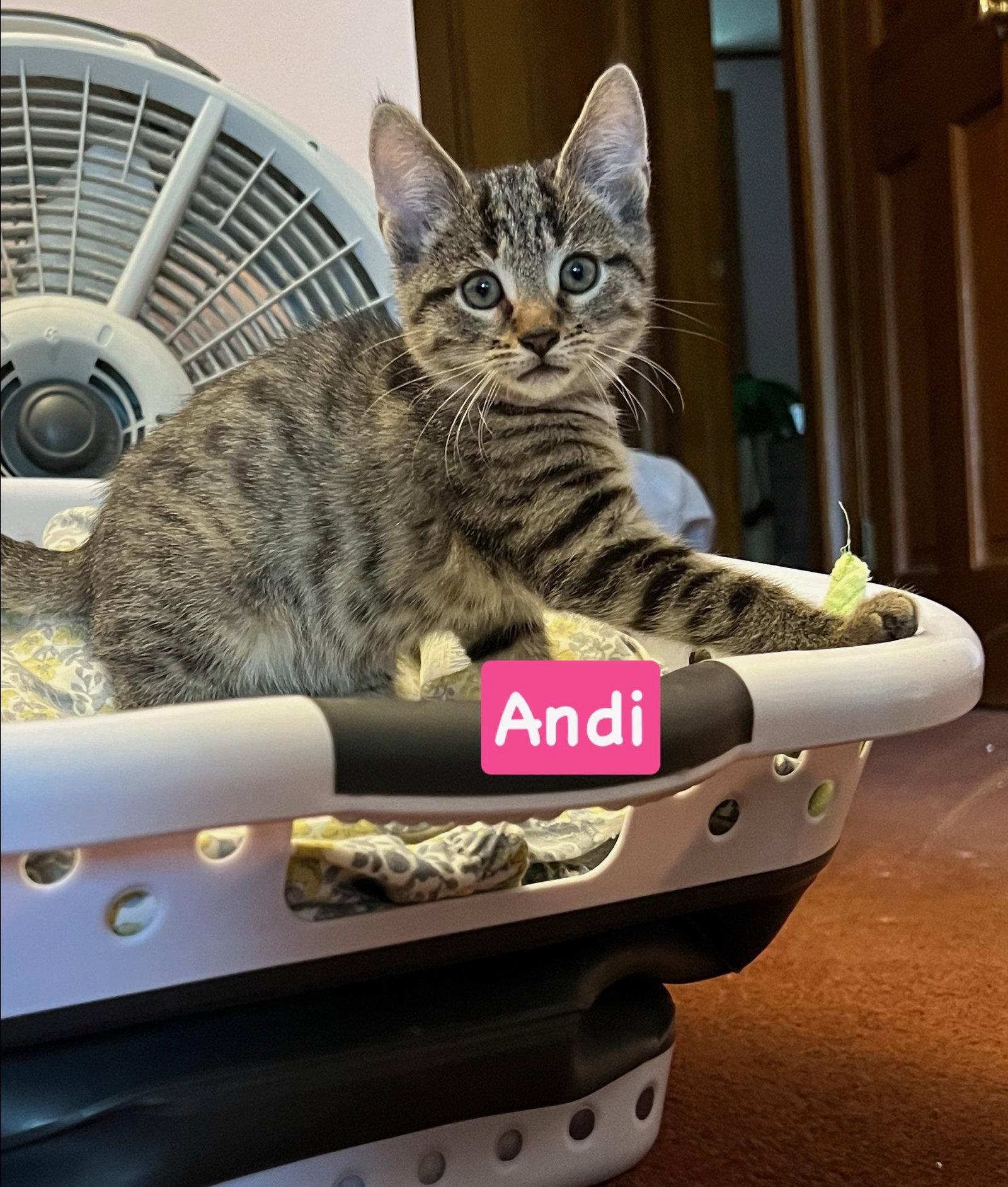 Enlarge Andi, a Adoptable mixed breed in Yardley, PA image 1/1