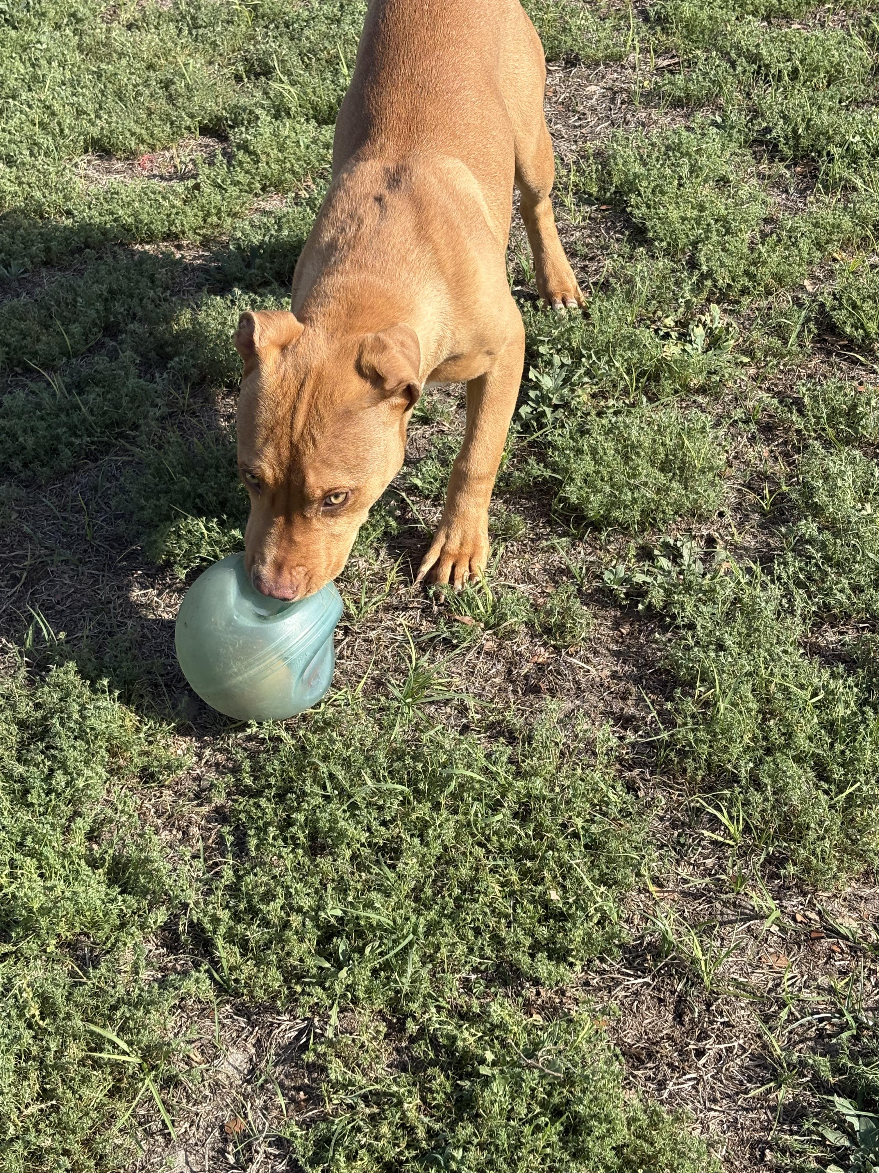 Enlarge Hot Dog, a ADOPTABLE mixed breed in Valdosta, GA image 2/5